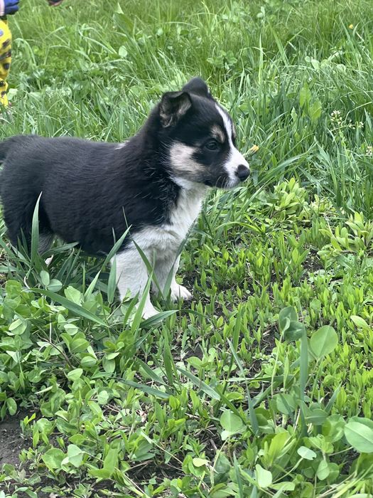 Отдам щенка хаски