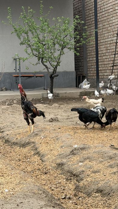 Дакан жужалар тоза зот