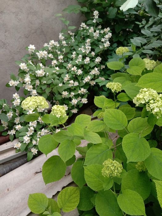 Цветы для вашего сада и огорода!!!