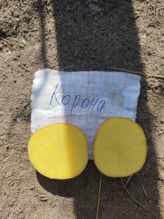 Семенная картошка