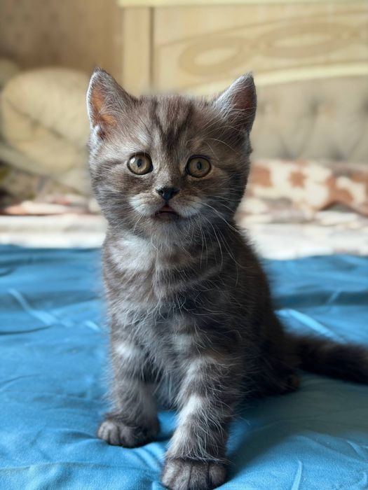 Продам котенка скотиш страйт