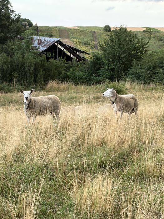 Oi texel