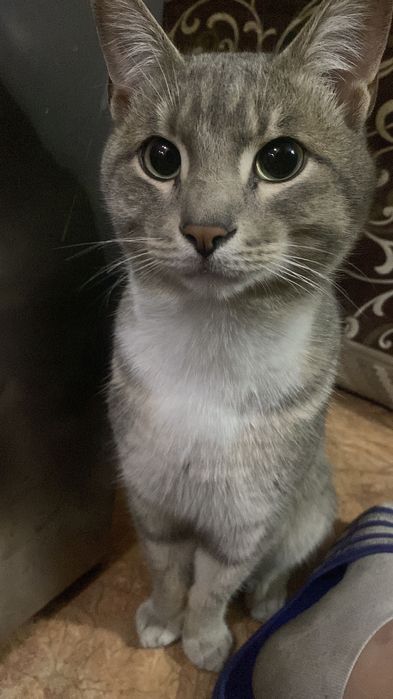 Найден кот Алматы