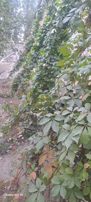 Manzara optom narxlarda