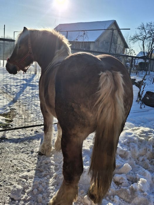 Vand iapa grea  gestanta