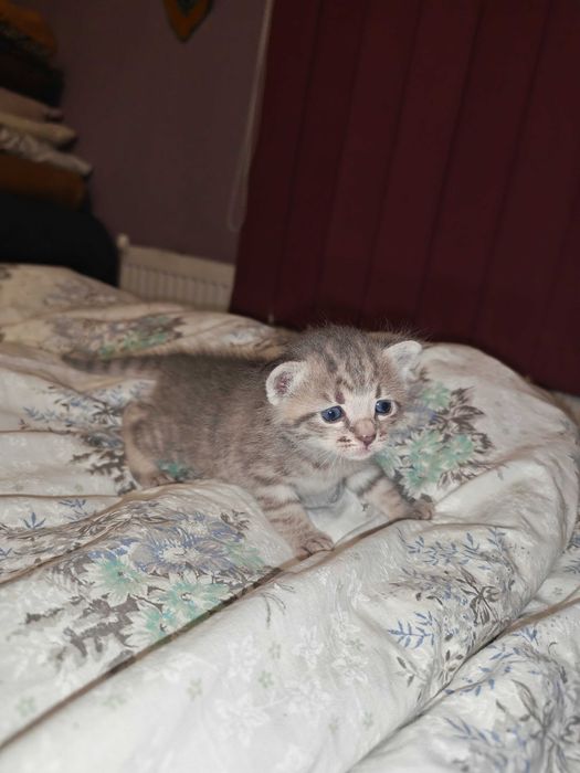 Căutăm căsuțe iubitoare pentru 3 fetițe adorabile!