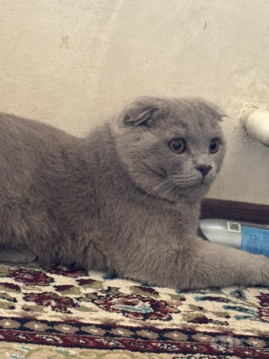 кошкi mushuk hammasi kamplekt bor narsalari