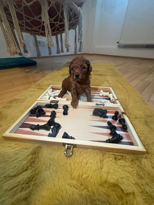 Fetiță Poodle, pui, foarte jucăușă și afectuoasă