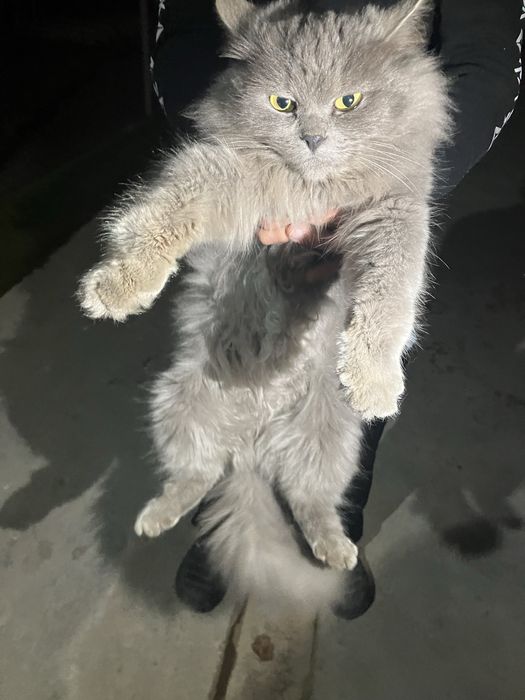 Britanskiy mushuk qizbola 4oyli