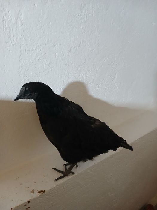 Черные куры. Уийхилеевские куры