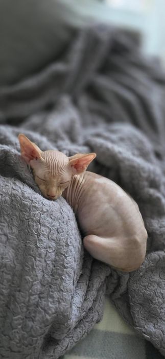 Продам котят два мальчика
