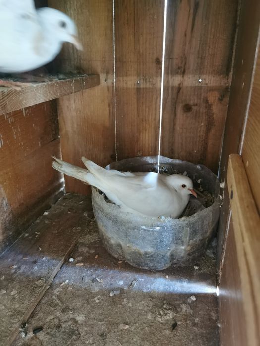 Fazani maturi și pui de fazan de vânzare