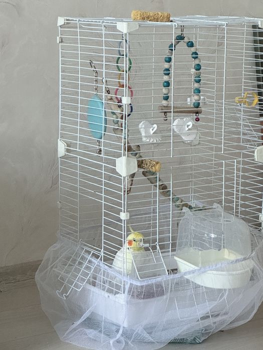 Продам кореллу птичку