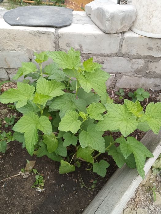 Продам саженцы чёрной смородины.