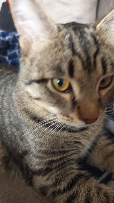 Отдам кота в хорошие руки