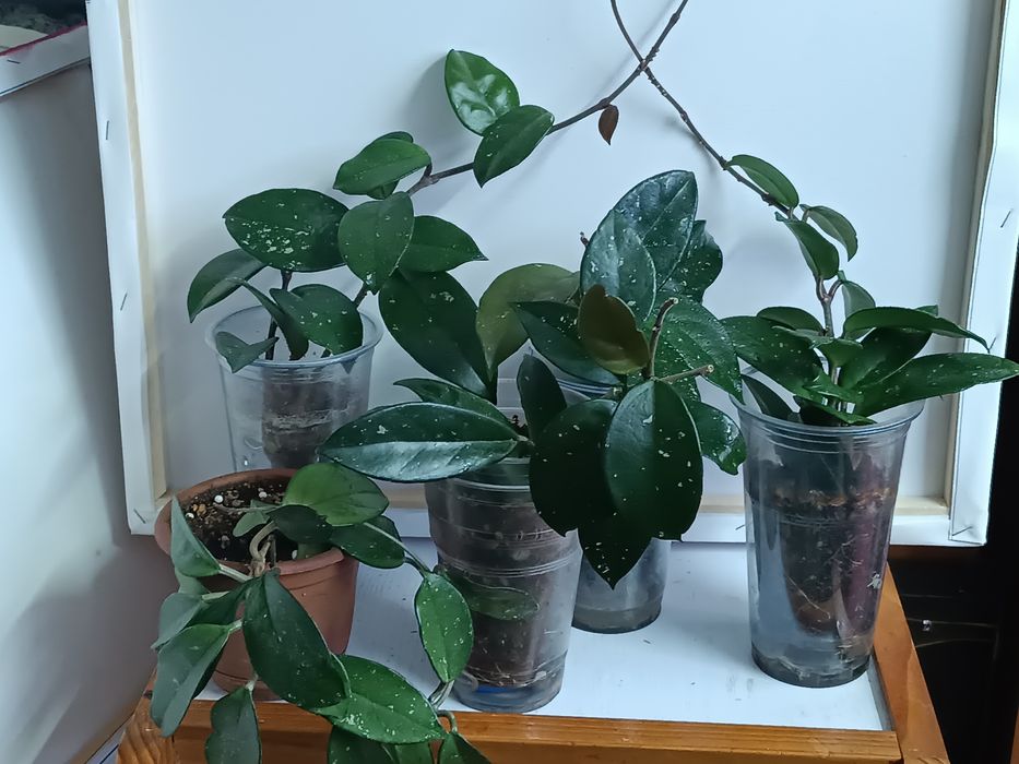 Продам укоренённые отростки