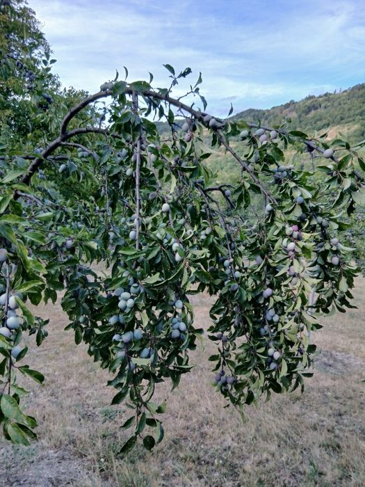 Vand prune Anaspect direct din livadă