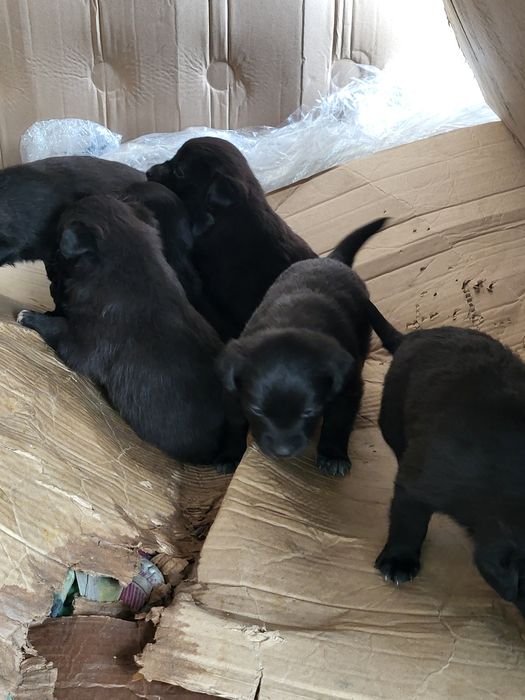 Отдам в добрые руки