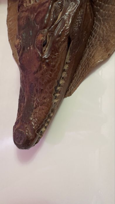 Кракодильчик  кракодил