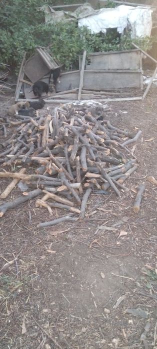 Утин сотаман. Шох