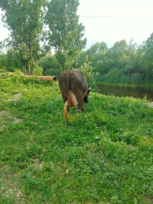 Vând vaca de lapte
