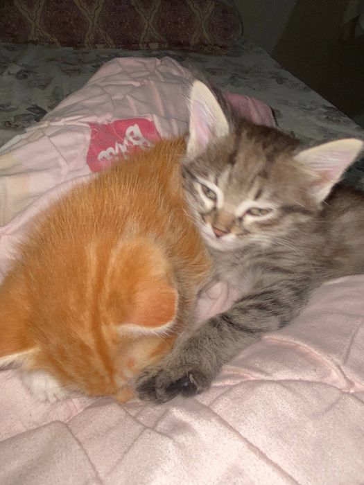 Котята в добрые руки (2 месяца, приучены к лотку)