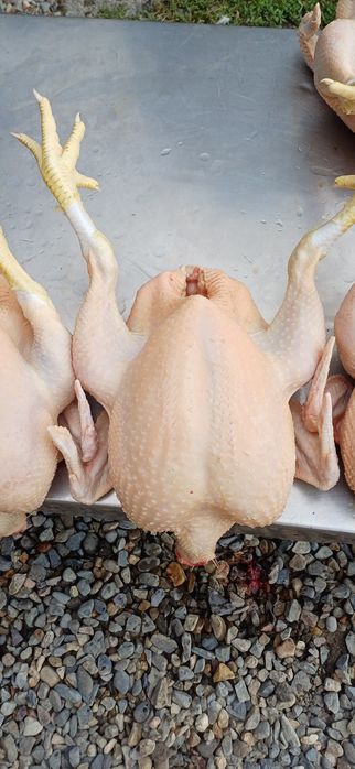 Бройлерные чищенные куры