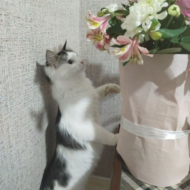 Mimi, taxminan bir yoshda, sterilizatsiya qilinmagan.