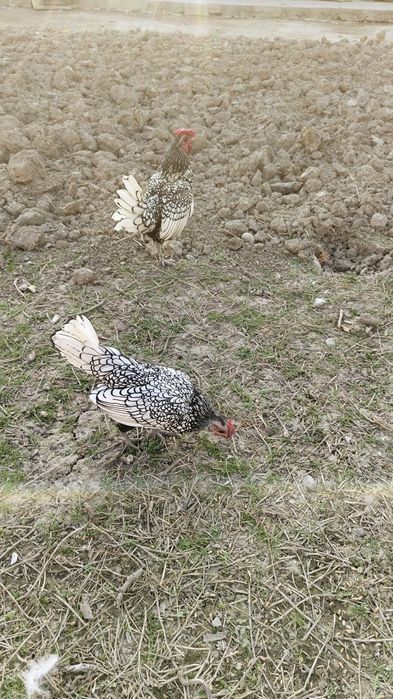 Брама инкубацион тухумлари