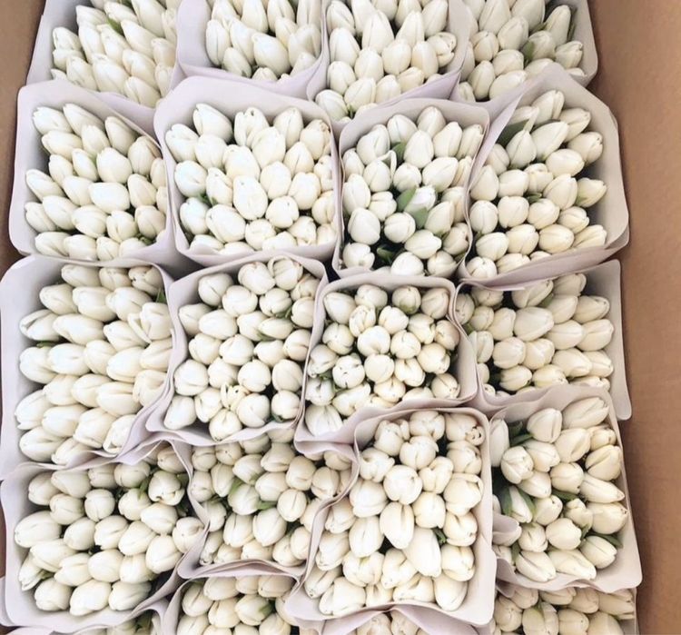 Тюльпан со склада оптом