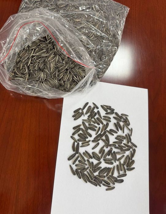 Мега семечка уруглари