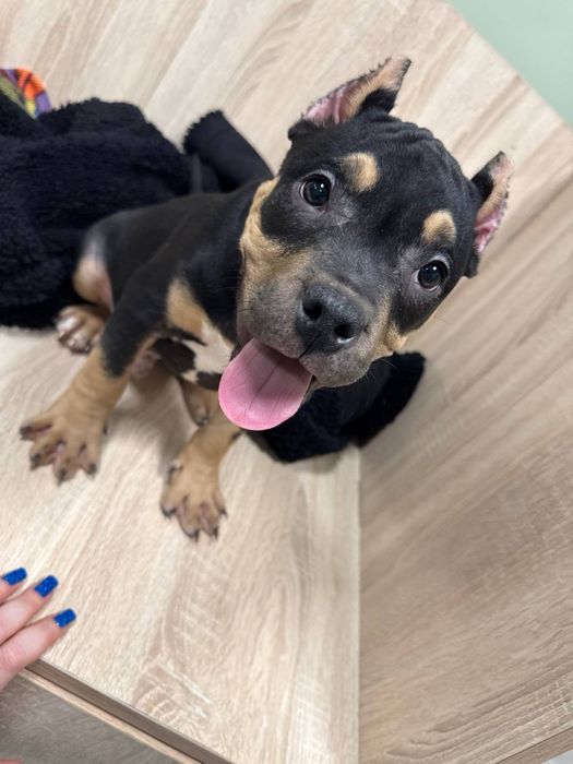 Щенки американский булли