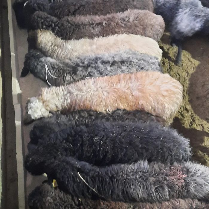 семиз кой токты тусак кошкар