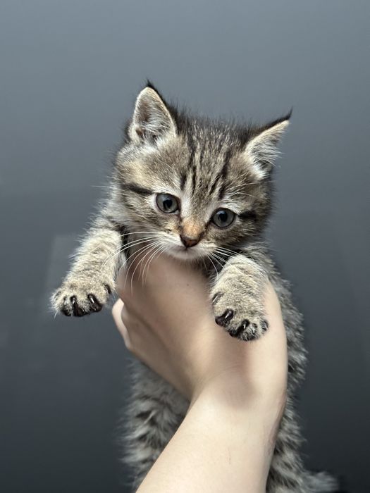 Отдам котяток в добрые руки