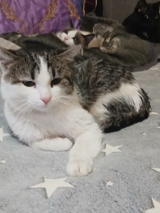 Дарю котика мышелов