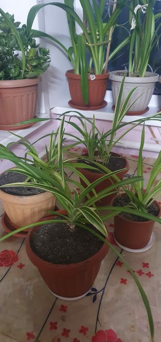 Продам хлорофитум