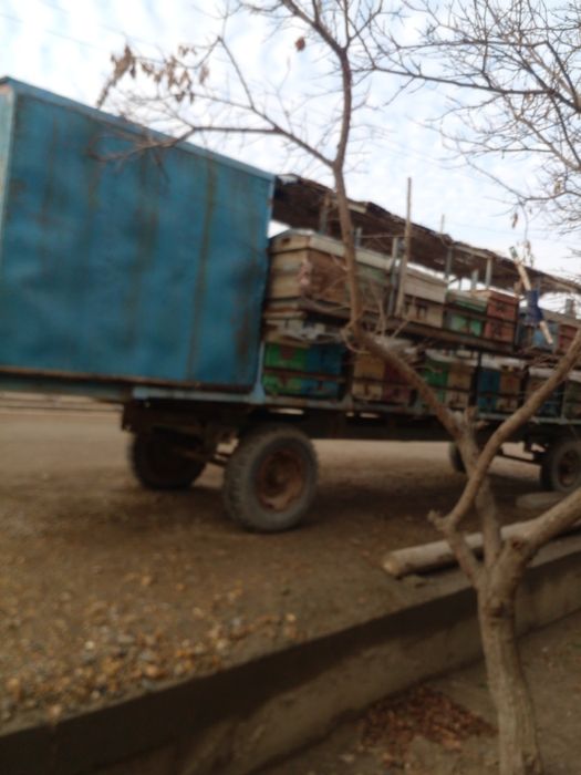 Повилон сотилади асал ари