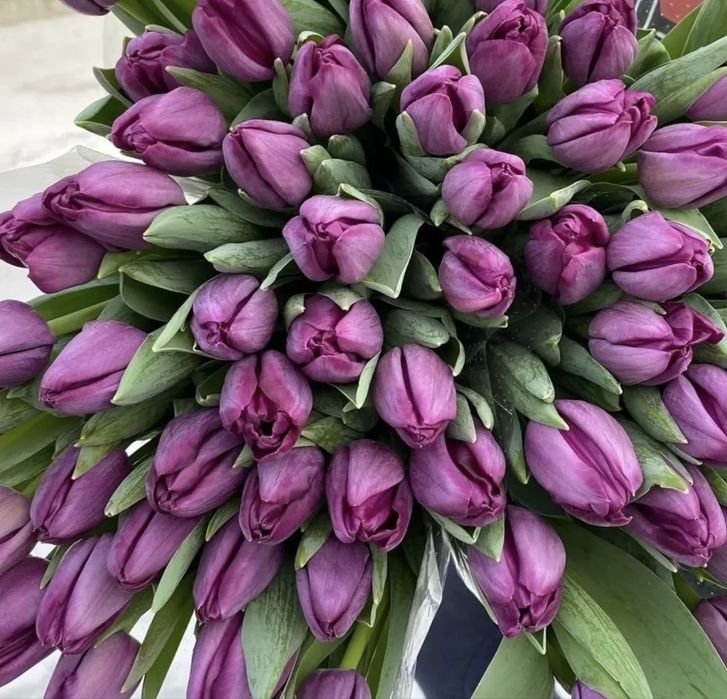 Оптовые Тюльпаны к праздникам Актобе