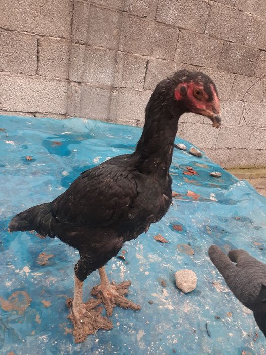 Dakan joja saqol makiyon