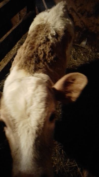 Продам месячную тёлочку.