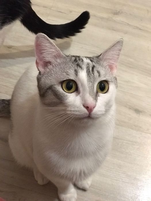 Милый котик в добрые руки