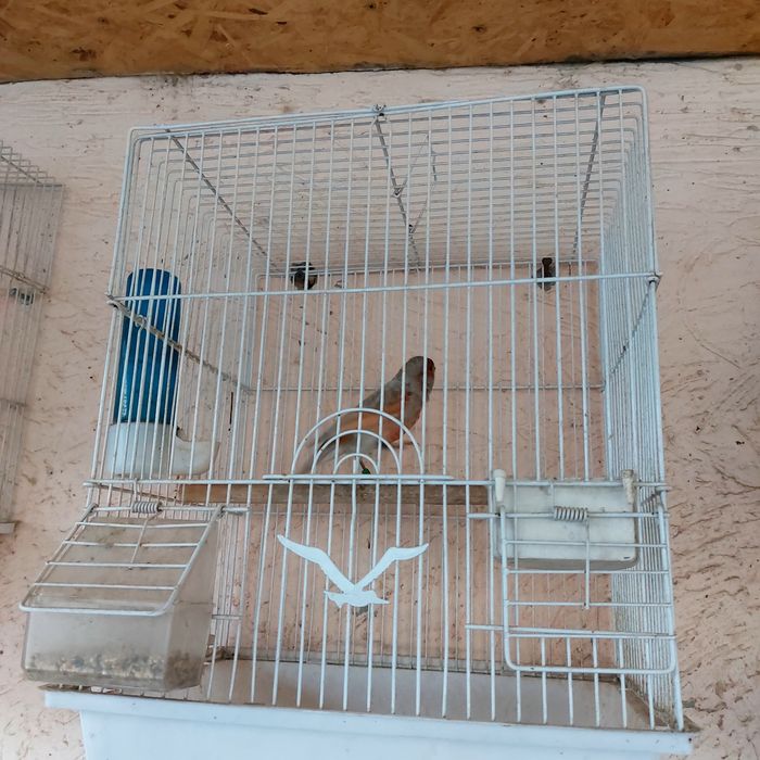 Прадётся канарейка самец