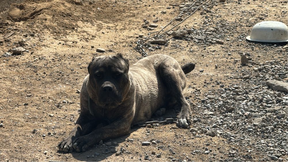 Коне корсе 9 месячный