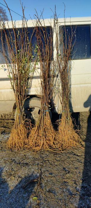 Puieti salcâm robinia Pseudacia preț 50 banii.analtimea de 70 80 cm