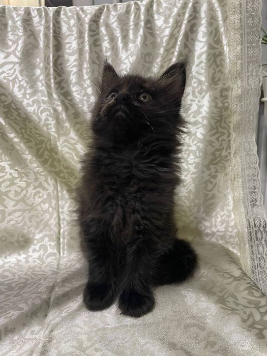 Продаются котята Мейн кун