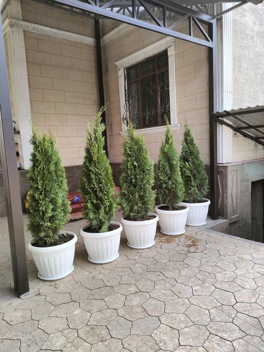 Туя идеальный супер