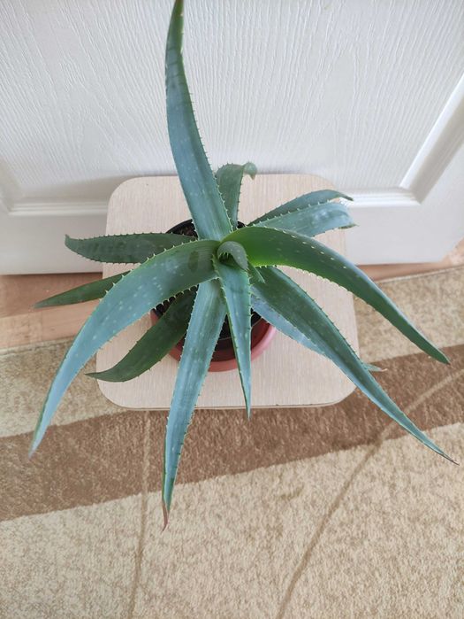 Алоэ лечебное растение - 2000