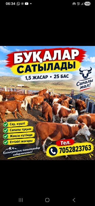 Продаются быки 1.5