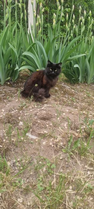 Отдам котенка и кошку