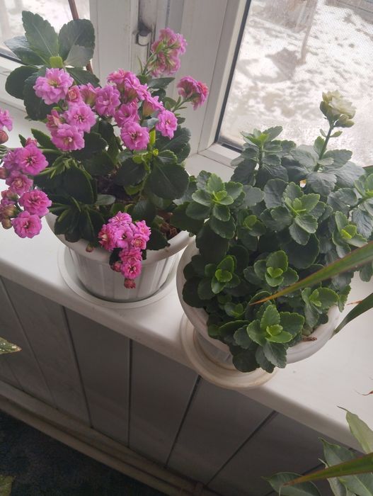 Продам Каланхоэ и колеус